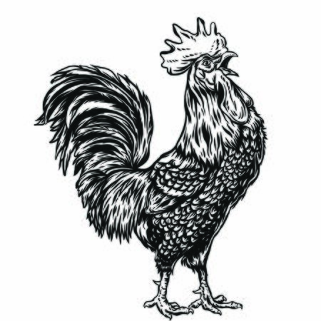 Rooster line art illustrationのイラスト素材
