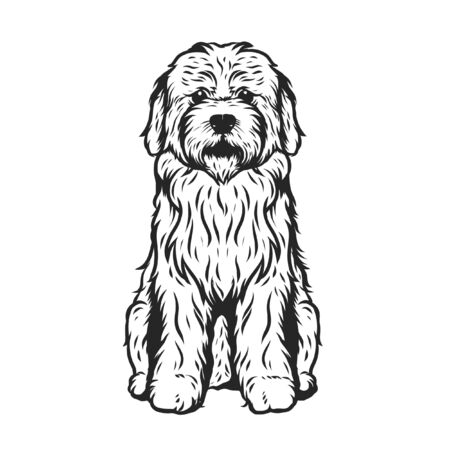 Vector Image Of An Dog Labrador On White Backgroundのイラスト素材