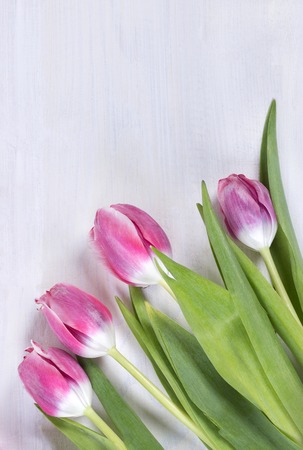 Beautiful tulips on wooden backgroundの写真素材