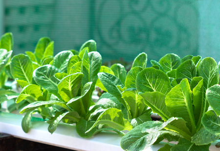 Growing vegetables,Plants vegetable,Organic vegetable.Selective focus on vegetables.の写真素材