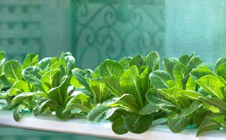 Growing vegetables,Plants vegetable,Organic vegetable.Selective focus on vegetablesの写真素材
