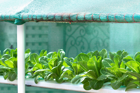 Growing vegetables,Plants vegetable,Organic vegetable.Selective focus on vegetablesの写真素材