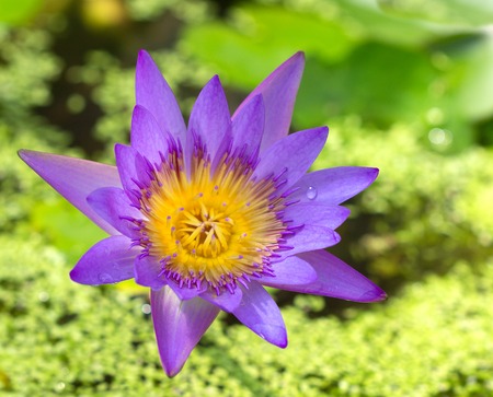 flower purple lotus in the pond close-upの写真素材