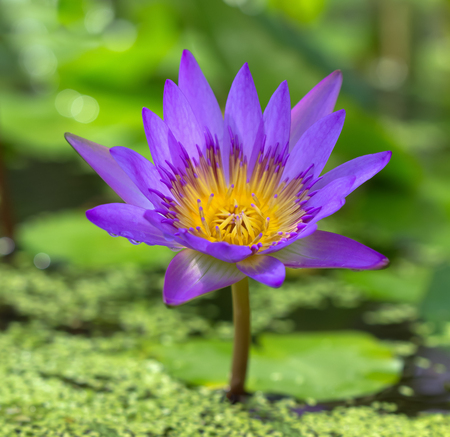flower purple lotus in the pond close-upの写真素材