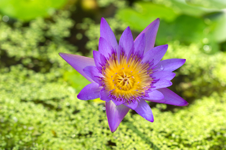 flower purple lotus in the pond close-upの写真素材