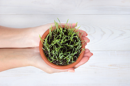 Hands holding a pot with grass place for textの写真素材