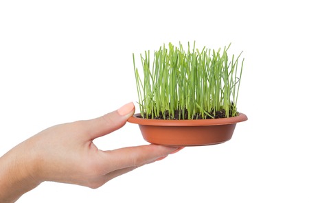 Hands holding a pot with grass place for textの写真素材