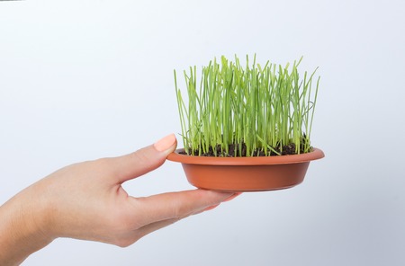 Hands holding a pot with grass place for textの写真素材