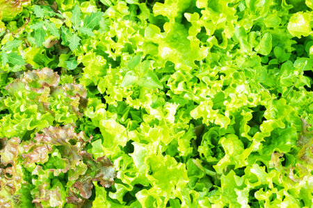 Fresh green Lettuce salad on a field. Top view.の写真素材