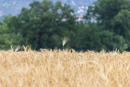 Beautiful view of the field a on a sunny day.Wheat - Close up of a wheat field.Golden Ripe Wheat Field,の写真素材