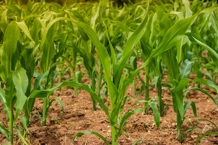 Corn field agriculture. Green nature. Rural farmland in summer. Plant growth. Farming scene. Outdoor...
