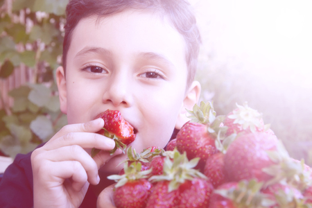Cute boy child holding fresh picked strawberriesの写真素材