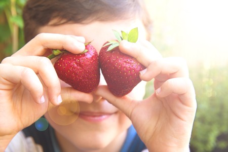 Cute boy child holding fresh picked strawberriesの写真素材