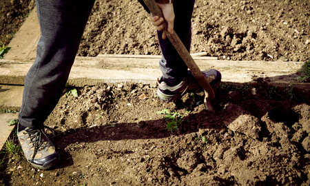 Man digging up vegetables on a garden, his legs and a spade in focus