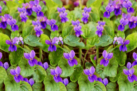 Viola odorata or common violets blooming in the garden