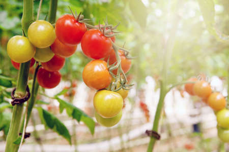 Rows of tomato hydroponic plants in greenhouse.Red tomatoes fresh on the tree, organic for good health. Red and green tomatoes ripening on the bush in a greenhouse of transparent polycarbonate.の写真素材