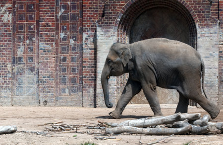 Asian elephant (Elephas maximus) standing in front of a brick wallの写真素材