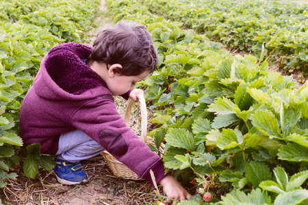 Little boy having fun on strawberry farm. Cute boy child eating healthy organic food, fresh berries.の写真素材