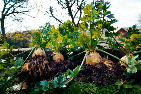 Celery root with roots in the vegetable garden, close upの写真素材