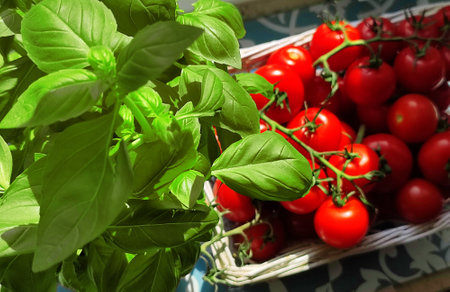 Green Basil plants pot and basket with tomatoes on windowsの写真素材