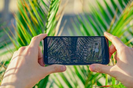 Man hands hold smartphone close to palm tree leafs taking a picture. Focus on smartphone screen, blurred background.の写真素材