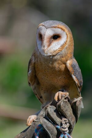 Close up portrait of barn owl with unfocused background during day. Copy space. Wild predator birds concept.の写真素材