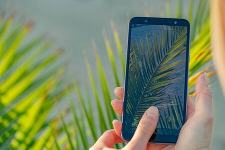 Woman hands hold smartphone close to palm tree leafs taking a picture. Focus on smartphone screen, blurred background.の写真素材