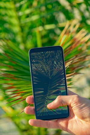 Man hands hold smartphone close to palm tree leafs taking a picture. Focus on smartphone screen,...