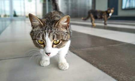 Cat sitting at empty airport during coronavirus lockdown. Thessaloniki, Greece