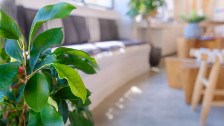 Green plant on the floor at the living room.の写真素材