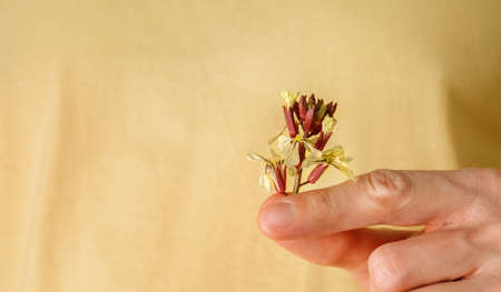 Eatable flowers of rucola in male hands. Arugula Blossoms.の写真素材