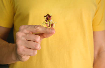 Eatable flowers of rucola in male hands. Arugula Blossoms.の写真素材