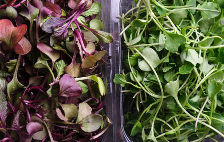Microgreens broccoli and red rambo radishの写真素材