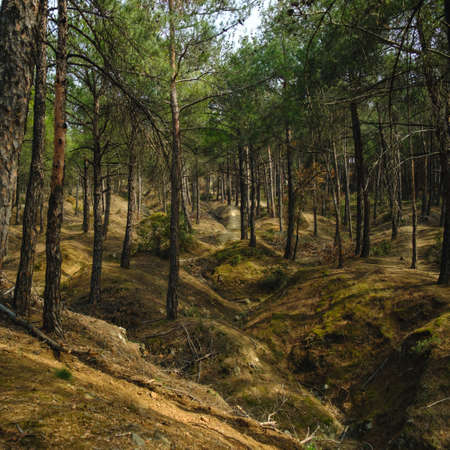 Idyllic spring scene at forestの写真素材