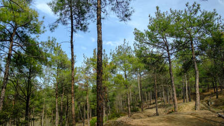 Idyllic spring scene at forest