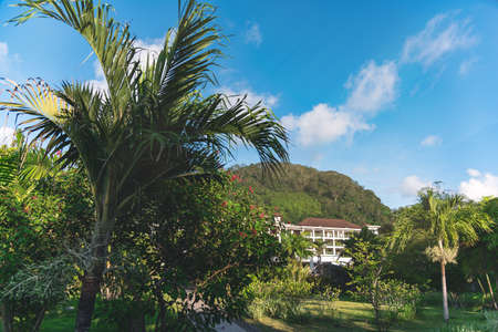 Scenic view at tropical landscape with high palm tree and high mountain against blue sky.の写真素材