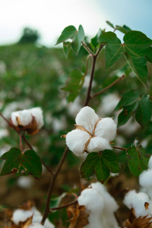 Cotton plant ready to harvestの写真素材