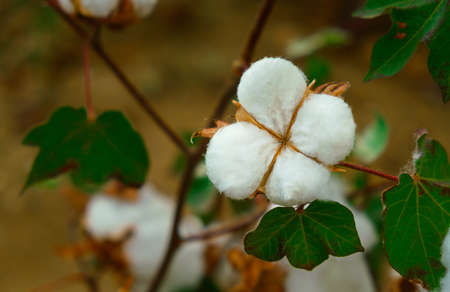 Cotton plant ready to harvestの写真素材