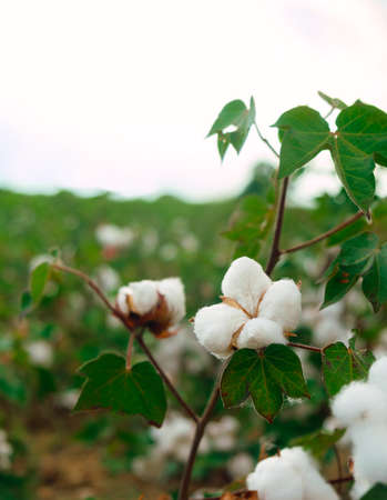 Cotton plant ready to harvestの写真素材