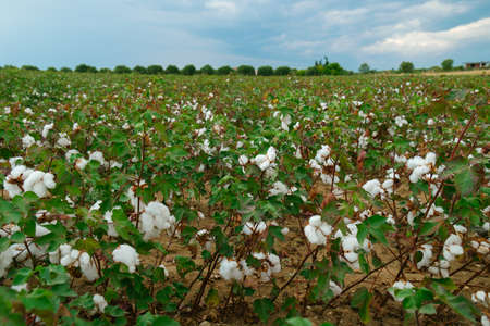 Cotton plant ready to harvestの写真素材