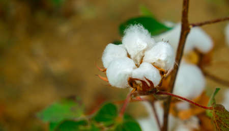 Cotton plant ready to harvestの写真素材