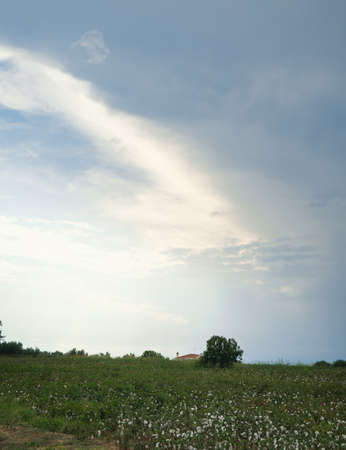 Cotton plant ready to harvestの写真素材