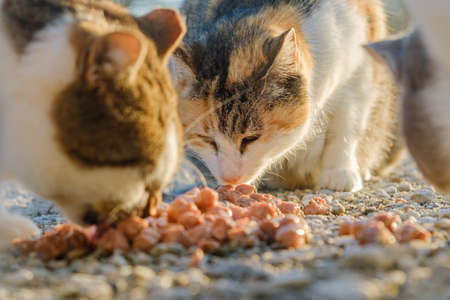 Street cats eating food.の写真素材
