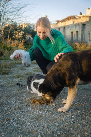 Woman feeding street cat and dog.の写真素材