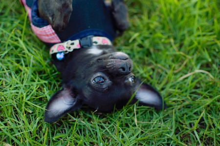 Happy on the fieldの写真素材
