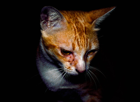 Lonliness catの写真素材