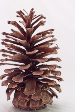Pine Coneの写真素材