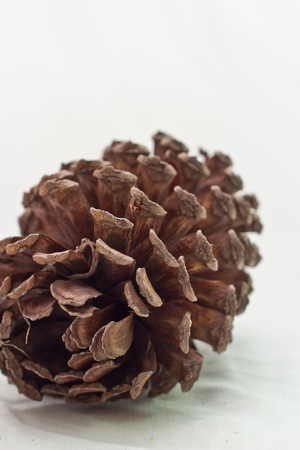 Pine Coneの写真素材