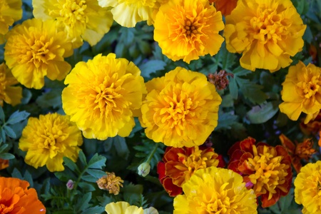 Marigolds