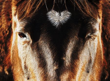 winking horseの写真素材